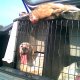 <h1 style="font-size: 12px">Caccia alla Lepre: "Jack", splendido setter da caccia, mostra fiero la sua prima lepre della stagione..</h1>